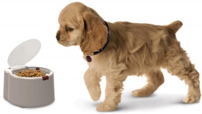 microchip dog feeder