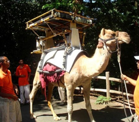 Solar Powered Drug Carrying Camel