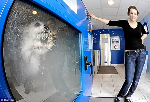 Dog-o-Matic Washing Machine for Dogs