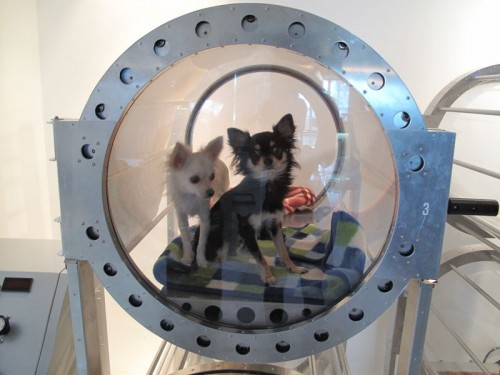 Anti-Aging Oxygen Therapy Tank.....FOR DOGS!