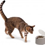 microchip activated pet feeder